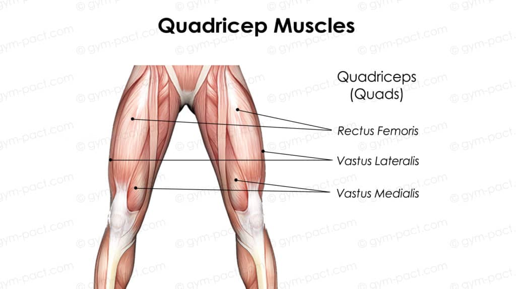 Leg Press vs Leg Extension: Which is Best for You? 3 quadricep muscle anatomy
