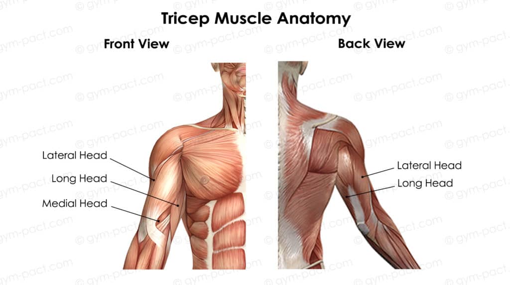 tricep muscle anatomy
