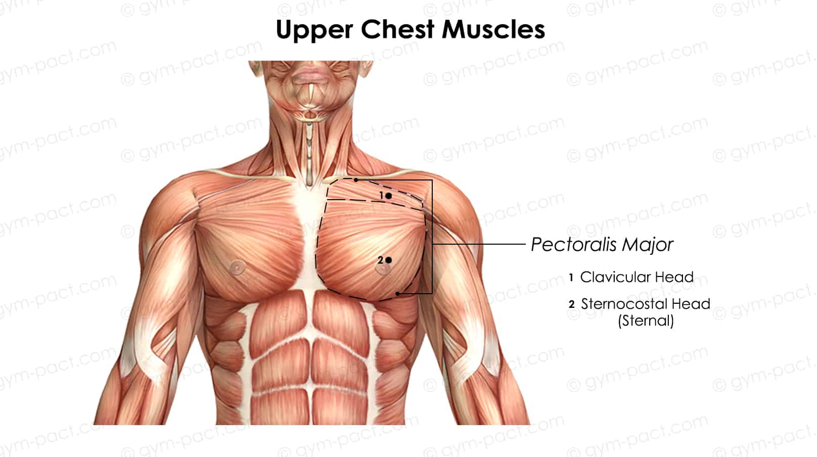 upper chest muscles