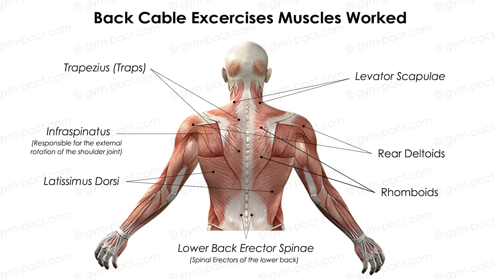Cable Exercises for your Back muscles worked