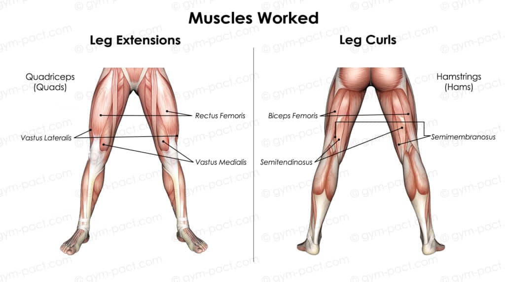 Leg Extensions vs Leg Curls MW copy