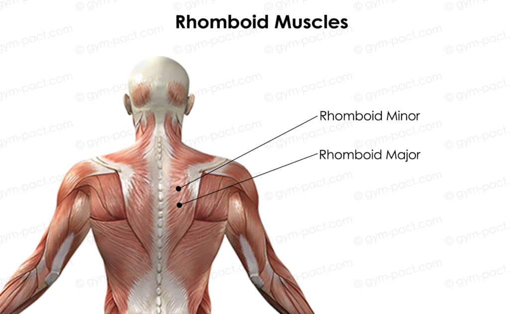 Rhomboid isolation exercises