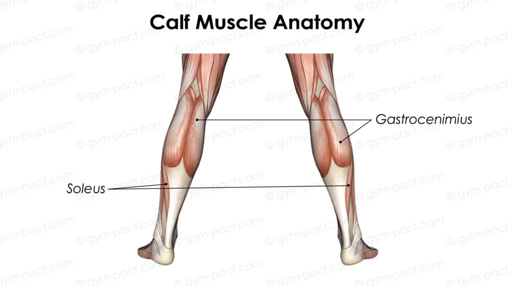 calf muscle anatomy