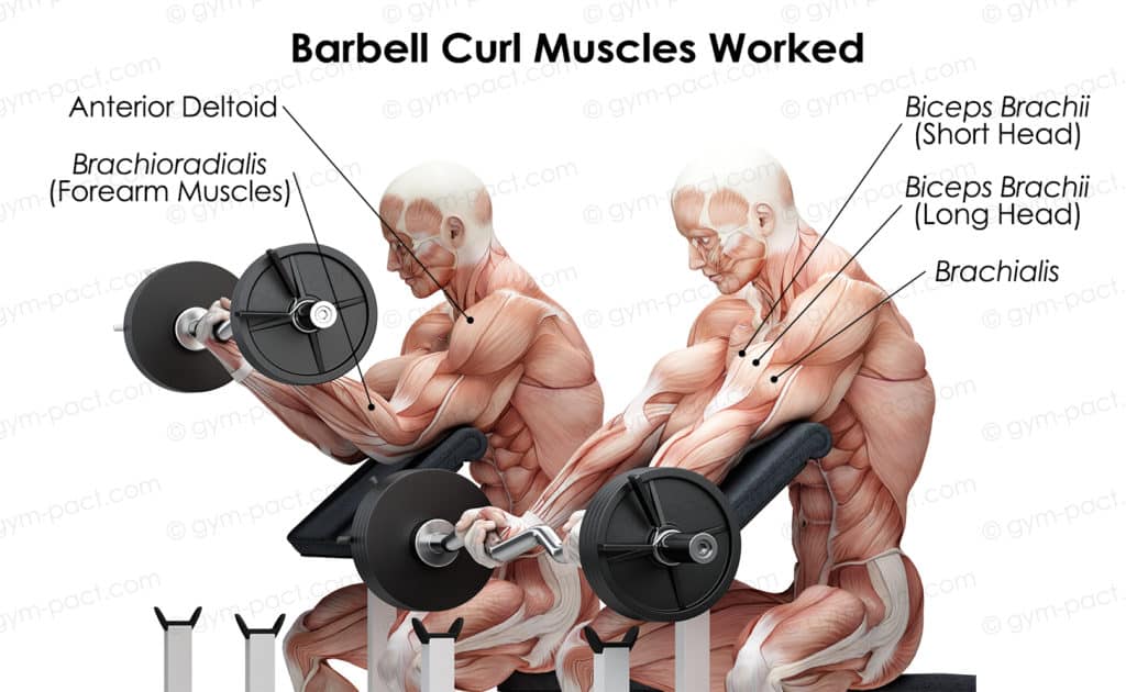 barbell curl