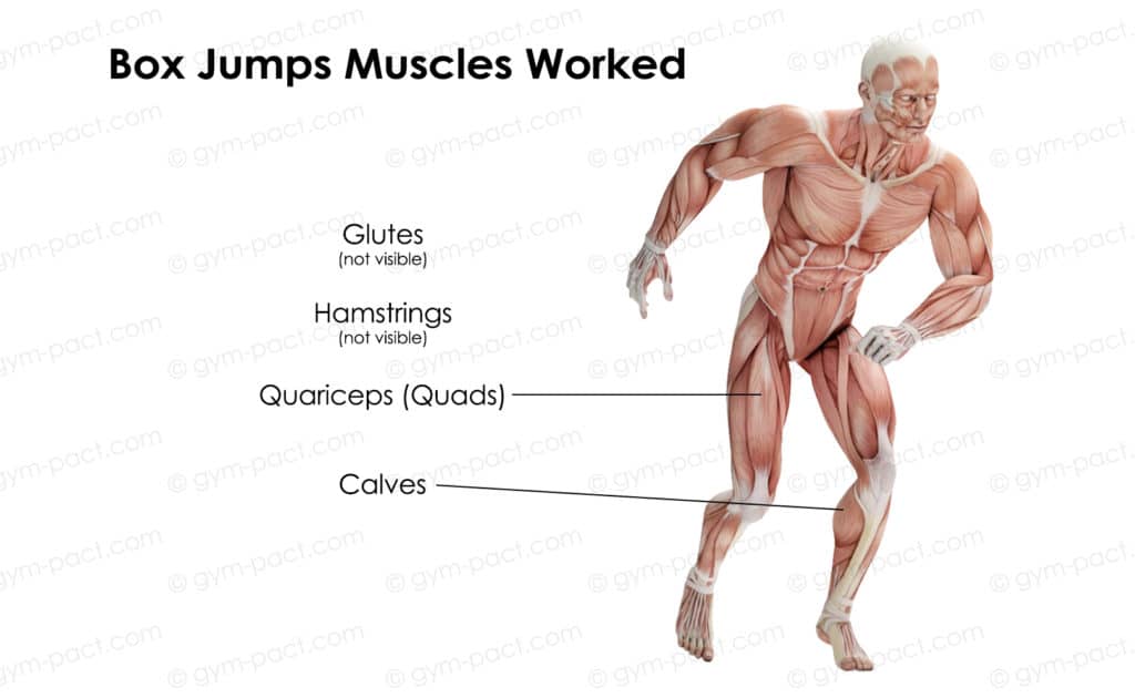 benefits of box jumps muscles worked