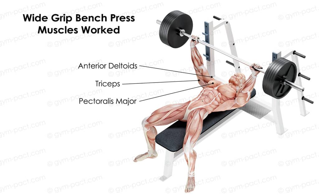 wide grip bench press muscles worked