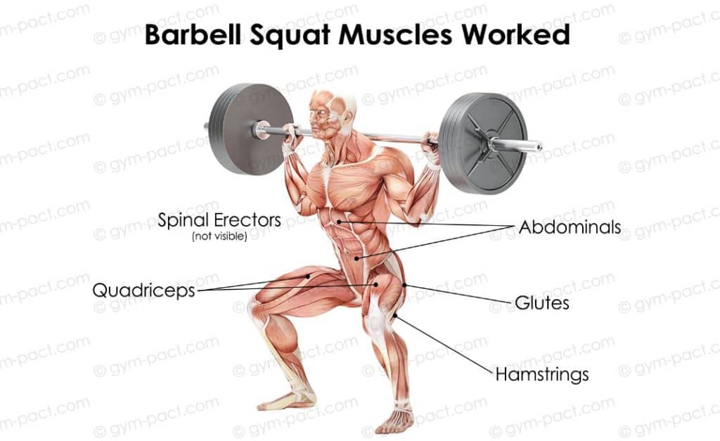 barbell squat muscles worked