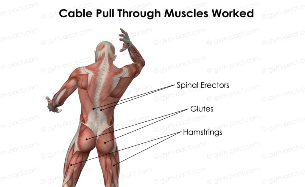 cable pull through muscles worked