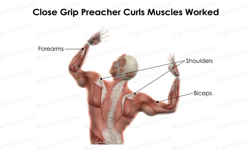close grip preacher curls