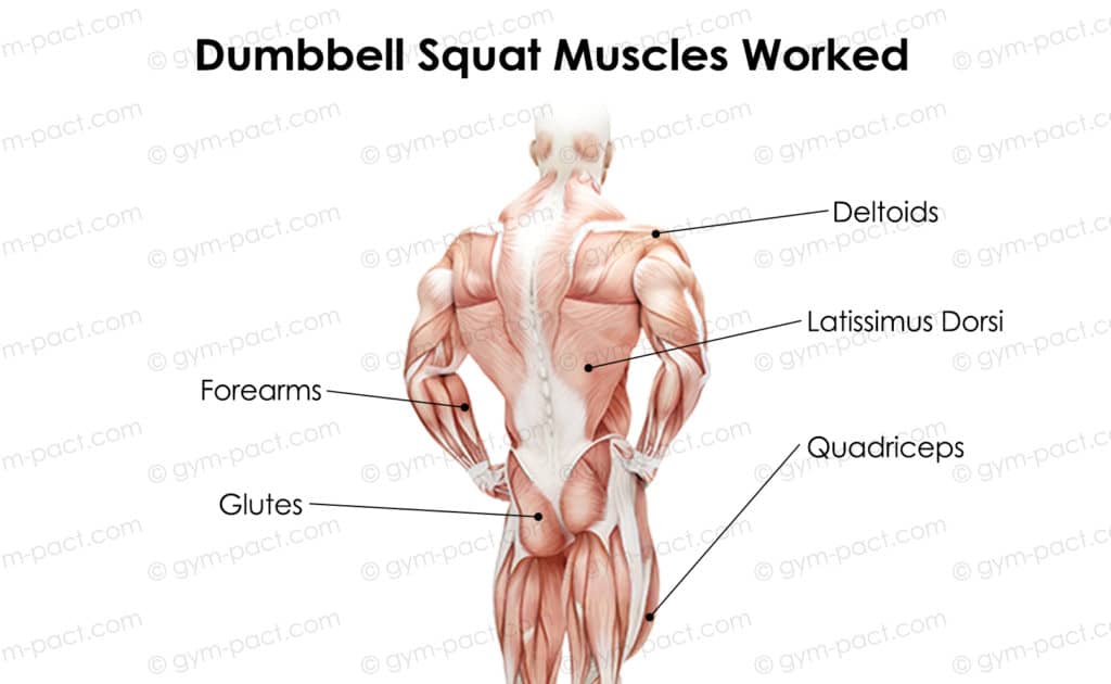 dumbbell squat muscles worked