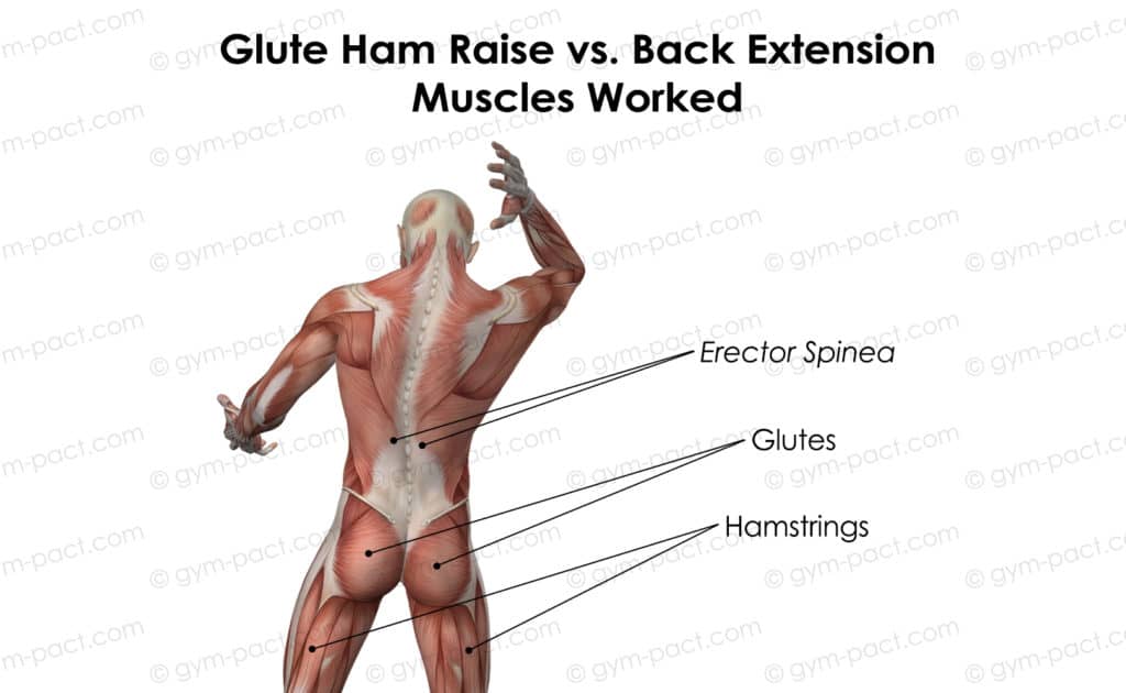 glute ham raise vs back extension muscles worked