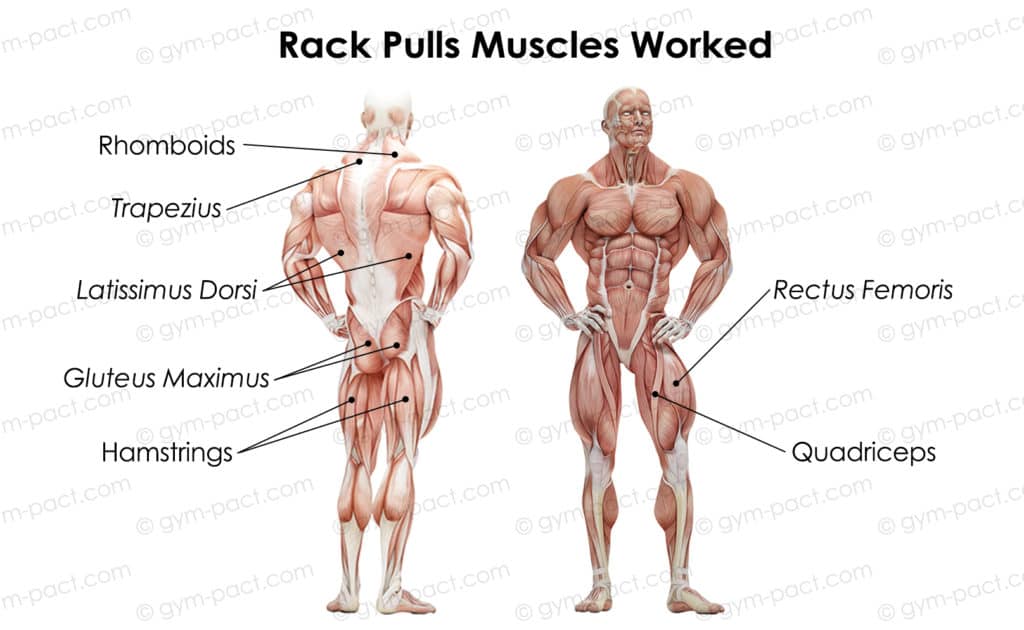 rack pulls muscles worked