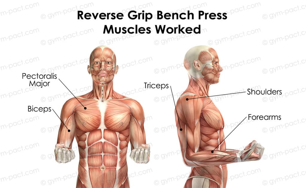 reverse grip bench press muscles worked