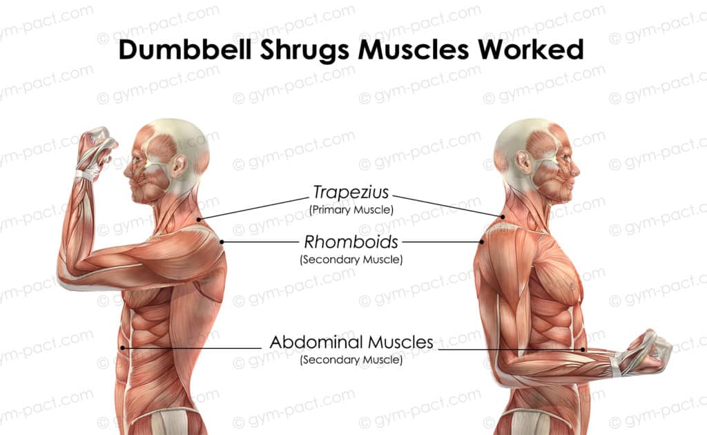 Dumbbell shrugs muscles worked