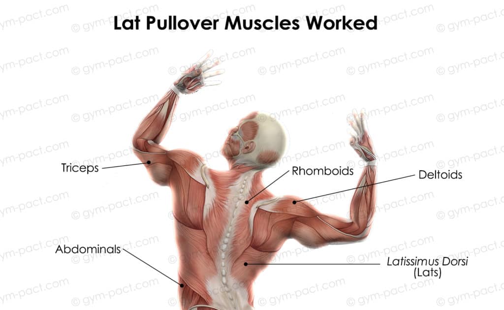 Lat Pullover Muscles Worked