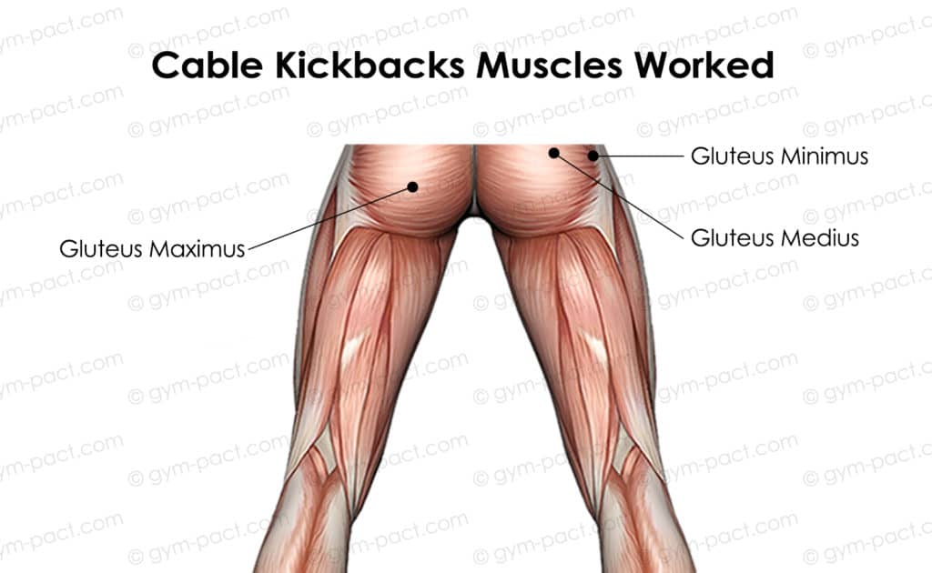 With glute cable kickbacks How to