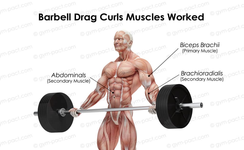 drag curls muscles worked 1
