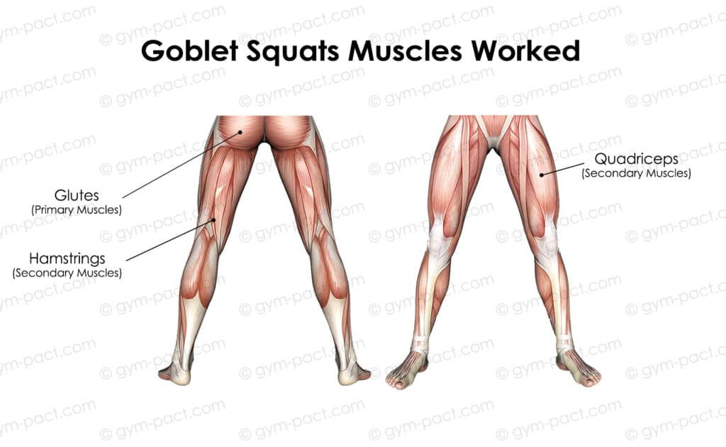 goblet squats muscles worked 1