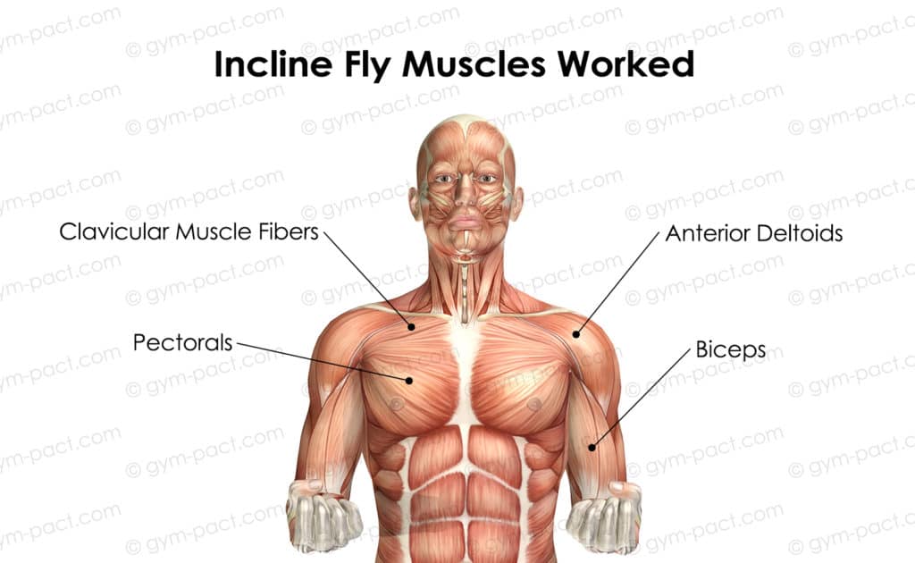 incline fly muscles worked 1