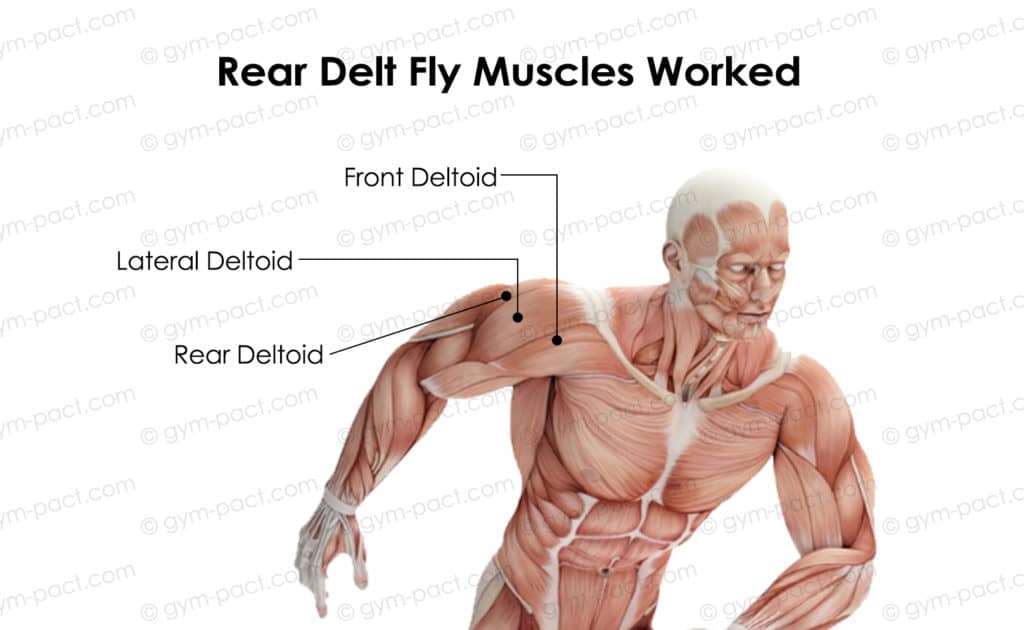 rear delt fly muscles worked 1