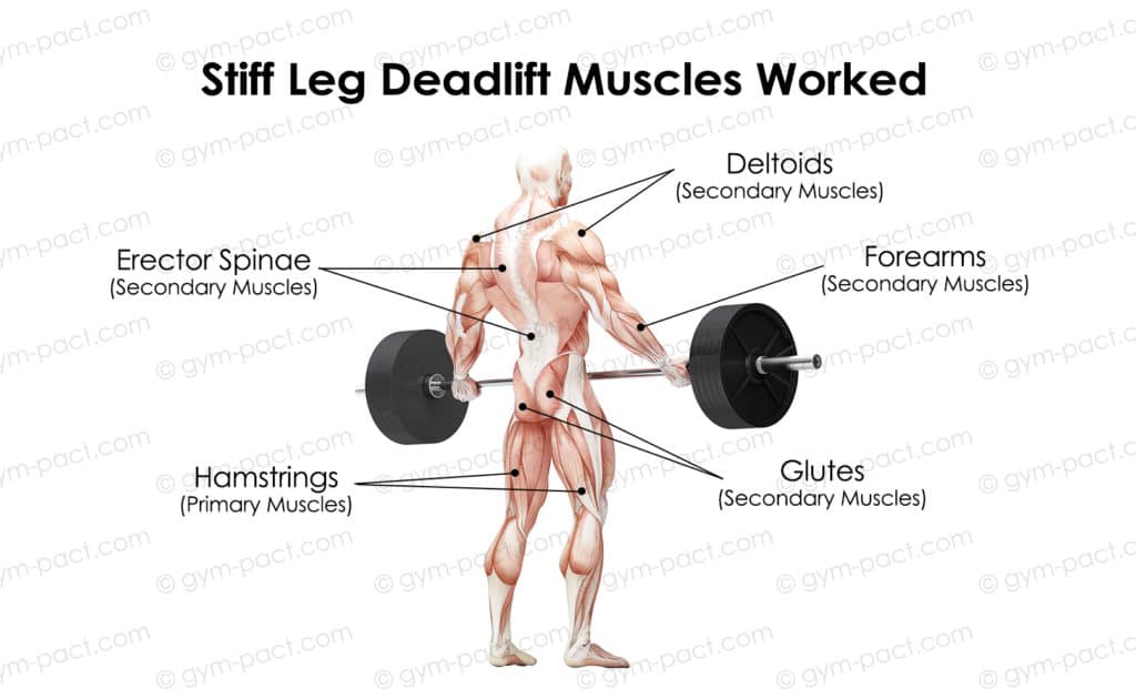 stiff leg deadlift muscles worked 1