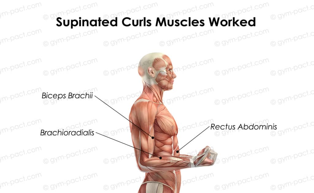 supinated curls muscles worked