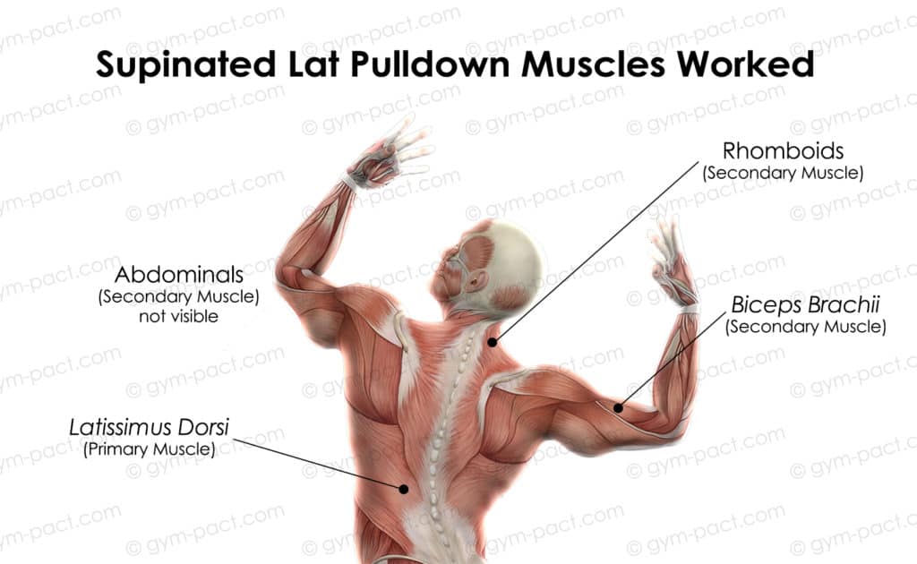 supinated lat pulldown muscles worked