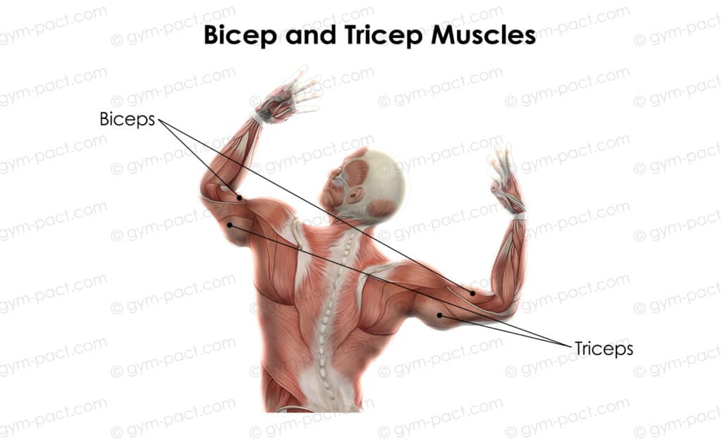 why you have big triceps and no biceps copy 1