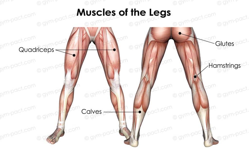 muscles of the legs